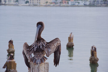 Brown Pelican Perched On Weathered Post Over Calm Water With Urban Waterfront In Background in St. Pete Beach, FL. overlooking calm water with a distant urban shoreline. Peaceful, coastal scene with w