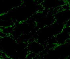 Black marble green pattern luxury texture for do ceramic kitchen light white tile background stone wall granite floor natural seamless style vintage for interior decoration and outside.

