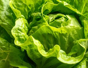Close-up of a vibrant, leafy green head of lettuce, showing layers and textures