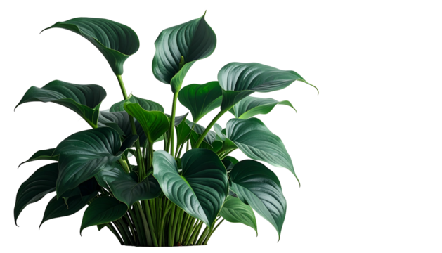 Lush green heart-shaped leaves on stems, dark background