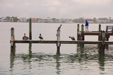 Serene Dock With Pelicans Perched Along Weathered Pilings Over Quiet Green Water At Sunset Harbor Scene in St. Pete Beach, FL. Several pelicans perched along the pilings, reflecting softly on green-ti