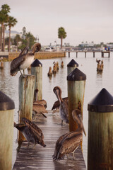 Serene Dock With Pelicans Perched Along Weathered Pilings Over Quiet Green Water At Sunset Harbor Scene in St. Pete Beach, FL. Several pelicans perched along the pilings, reflecting softly on green-ti