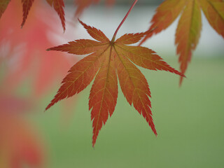 Capture the serene beauty of autumn with this Japanese maple leaf, perfect for adding a touch of nature's elegance to your designs and projects