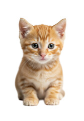 Obraz premium a close-up photorealistic macro portrait of a small 6-week-old ginger tabby kitten with large green eyes, sitting on a high-key white background. concept of gentle domestic animal care