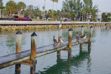 Serene Dock With Pelicans Perched Along Weathered Pilings Over Quiet Green Water At Sunset Harbor Scene in St. Pete Beach, FL. Several pelicans perched along the pilings, reflecting softly on green-ti