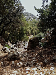 A shadowy scene beneath the trees, their branches weaving overhead; Behind it, a sunlit mountain