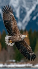 Obraz premium A white-tailed eagle with outstretched wings flies gracefully over a snowy landscape. Mountains and trees form the background of the sky