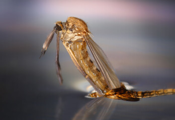 A mosquito hatches from pupa on the surface of the water.