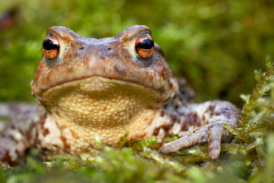 Common toad (Bufo bufo), portrait.