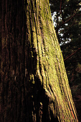 Tree Trunk with Moss in Sunlight