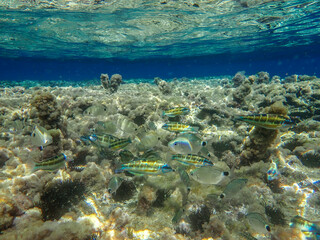 bubbles, bubble, water, underwater, sea, air, deep, undersea, under, background, wave, liquid, clear, clean, ocean, nature, texture, oxygen, blue, white, effect, transparent, foam, aquarium, aqua.