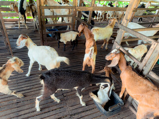 A farm goat standing in a wooden pen with other goats, captured in a natural daylight setting.