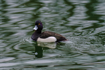 wild duck in pond