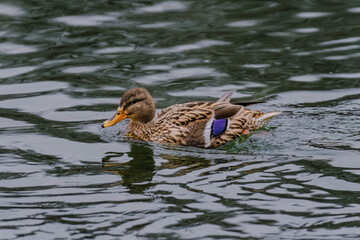 Fototapeta premium wild duck in pond