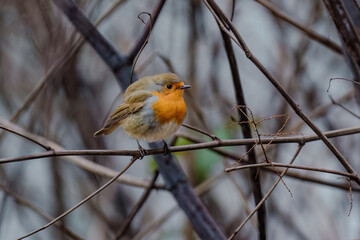 Close-up of robin bird perching on branch on tree