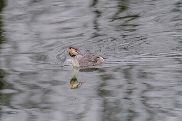 Great crested grebe in its natural habitat swimming in lake