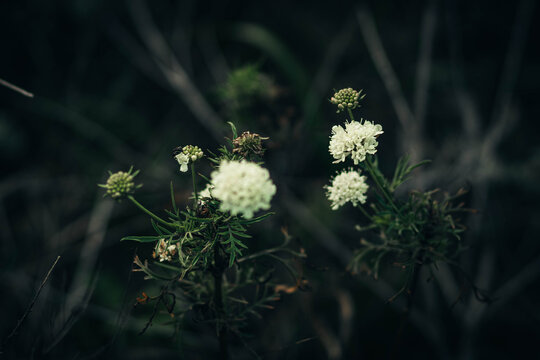white flowers in the meadow