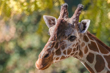Giraffe Head Close-up Profile in Sunny Warm Autumn Light