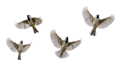 Three small, agile birds with natural plumage, wings outstretched, captured dynamically mid-flight against a transparent studio background with soft lighting, concept of progress and liberation