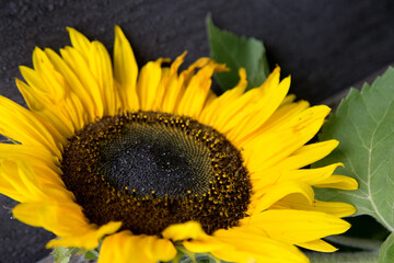 A bright, open sunflower with rich yellow petals and a dark centre against a soft, natural background.