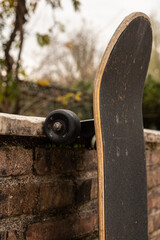 skateboard in a park in autumn