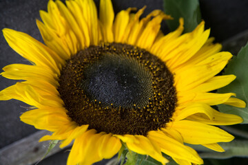 Obraz premium A bright, open sunflower with rich yellow petals and a dark centre against a soft, natural background.