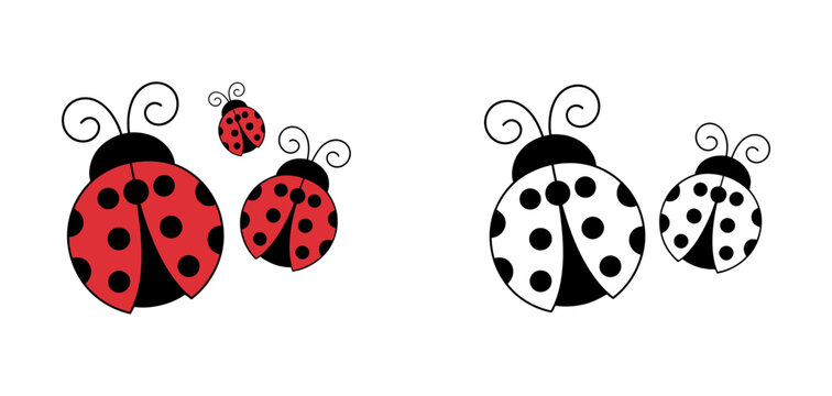 Colorful and monochrome ladybug illustrations in varying sizes, featuring classic red with black spots and elegant black and white designs