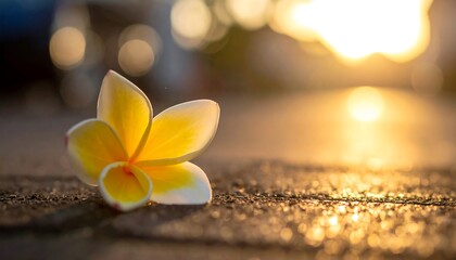 Fallen plumeria blossom on stone shines in golden light with soft bokeh background, gentle and warm