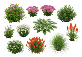 Meticulously arranged diverse healthy garden plants: pink spirea, sedum, hostas, kniphofia, grasses on transparent background, ample negative space, concept of sustainable design