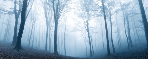 Morning tranquility in a foggy forest with sunlight breaking through trees