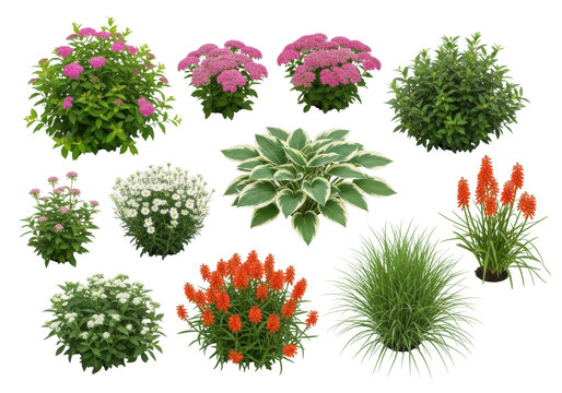 Meticulously arranged diverse healthy garden plants: pink spirea, sedum, hostas, kniphofia, grasses on transparent background, ample negative space, concept of sustainable design
