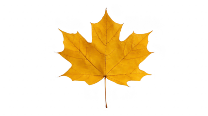 Yellow maple leaf isolated on transparency background autumn foliage detailed texture seasonal nature botanical element vibrant color natural beauty fall concept