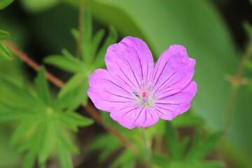 Obraz premium a beautiful original flower in a city park