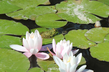 a frog among luxurious lilies in a park pond