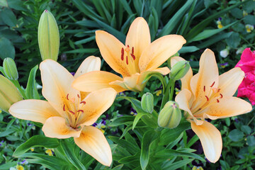 Obraz premium flowers