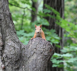 A curious squirrel scans its surroundings for food