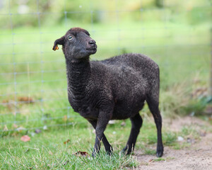 Naklejka premium Female black ouessant sheep with an ear tag stands alert in a grassy pasture, gazing upwards with interest.