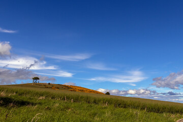 field with hill and blooming broom on a sunny day in May.