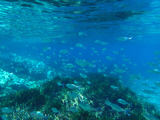 Ocean blue underwater with sunrays, Underwater Sea Deep Water Abstract Sunshine, sea wave , clean waters in summer time, Natural underwater seascape, sand on ocean floor and water surface with sunligh