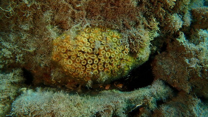 Caespitose tube coral or cladocora (Cladocora caespitosa) undersea, Ligurian Sea, Italy, Imperia

