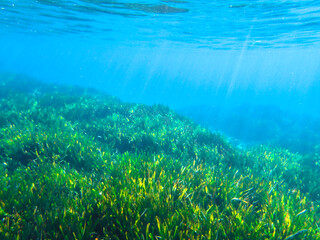 bubbles, bubble, water, underwater, sea, air, deep, undersea, under, background, wave, liquid, clear, clean, ocean, nature, texture, oxygen, blue, white, effect, transparent, foam, aquarium, aqua.