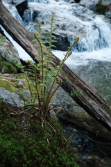 Delicate fern on a mossy bank near a rushing stream. Evokes freshness, resilience, and the peaceful harmony of wild nature in spring.