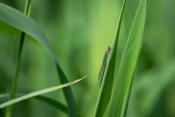 Enallagma cyathigerum. blue dragonfly on a meadow flower. Close-up dragonfly with big eyes sits on a green grass, field plant. natural blurred green background. macro nature. insect predator