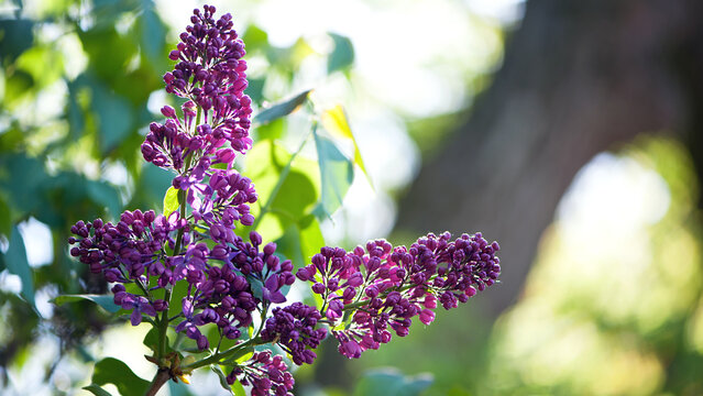 Lilac blossom flowers spring view. Spring lilac flowers. Lilac blooms. A beautiful bunch of lilac. floral spring background. delicate fragrant flowers, in the garden or park. close-up