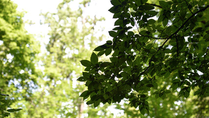 Fototapeta premium Green leaves on the tree crown, natural background. light through the tree crown. a sunny summer or spring day, in a forest or park. beauty of nature, fresh air. branches with leaves on a tree.