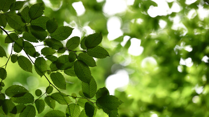 Green leaves on the tree crown, natural background. light through the tree crown. a sunny summer or spring day, in a forest or park. beauty of nature, fresh air. branches with leaves on a tree.