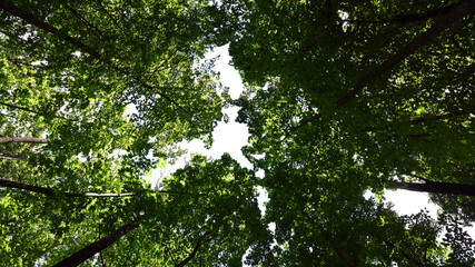 Green leaves on the tree crown, natural background. light through the tree crown. a sunny summer or spring day, in a forest or park. beauty of nature, fresh air. branches with leaves on a tree.