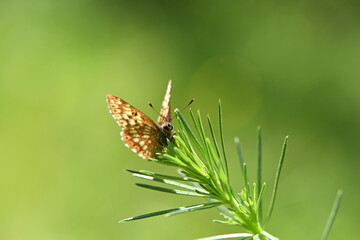 A orange butterfly sits on green grass with its wings spread. Macro nature, spring season. Beauty in nature, the natural habitat of an insect. Close-up of a beautiful butterfly. Summertime.