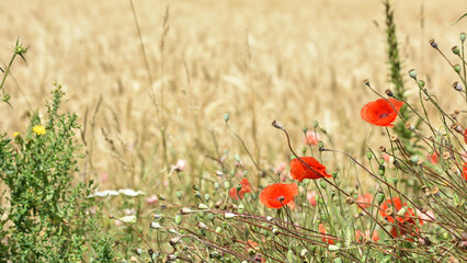 poppies. delicate petals of red poppies in the sun. background with poppy flowers. Beautiful red poppy wild flower and buds in the field. beauty in nature. close-up. spring season, summer time