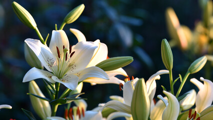 Lilium. white lily field. beautiful lily flower, close-up. delicate white lilies in the garden, in the flowerbed. floral background. blurred natural background. summer garden, flowering season